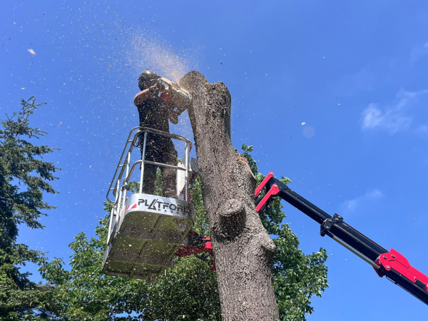 Tree Surgery
